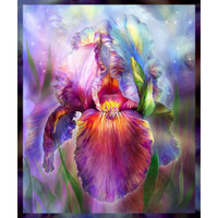 Rainbow Iris by Carol Cavalaris